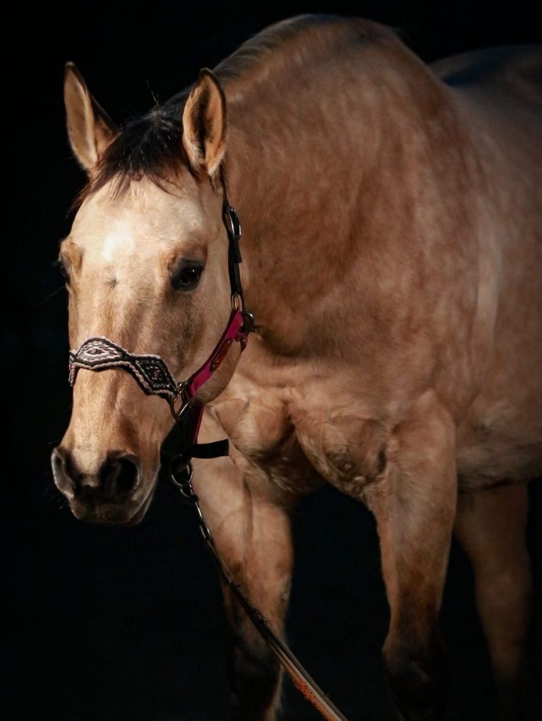 Das Pferd der Inhaberin der Praxis vor dunklem Hintergrund. Das Pferd hat die Farbe dunskin roan