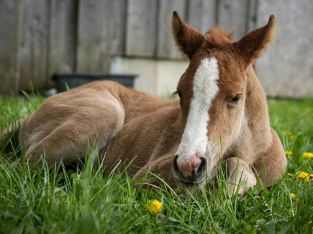 Fohlen liegt im Gras, entspannt mit einem kleinen weißen Fleck auf der Stirn.