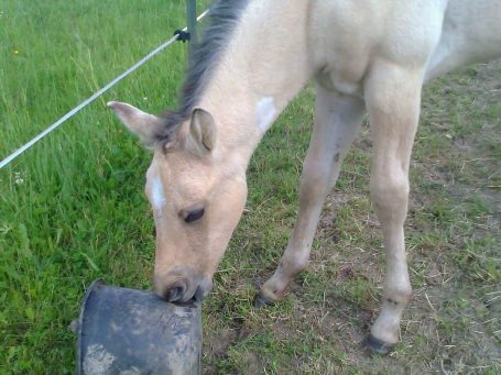 Ein Fohlen schnüffelt an einem Eimer auf einer Wiese.